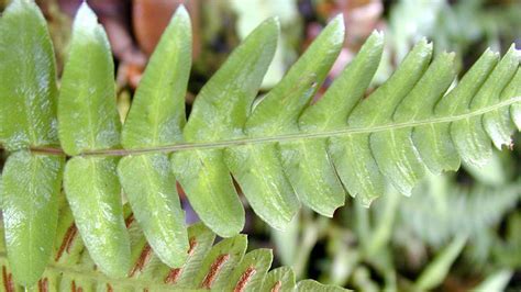 Trees bearing the Largest Leaves in the World - Baag.in