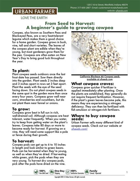 Instructions for Growing Cowpea | Growing green beans, Cowpea, Seeds