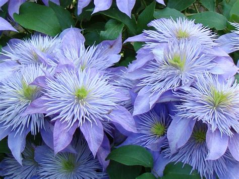 How to Grow Healthy, Abundantly Blooming Clematis Flowers - Dengarden