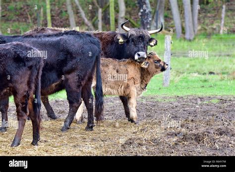 heck cattle on a farm Stock Photo - Alamy