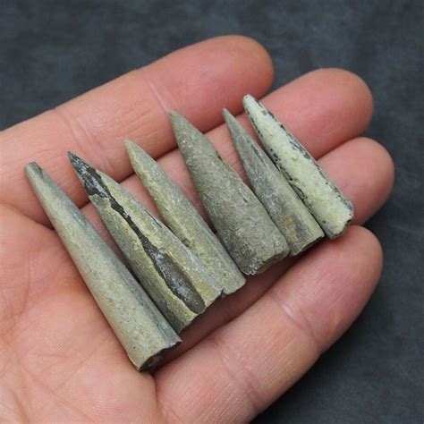 6x BELEMNITE 37-51mm fossils fossiles Fossilien France lot | Fossils ...