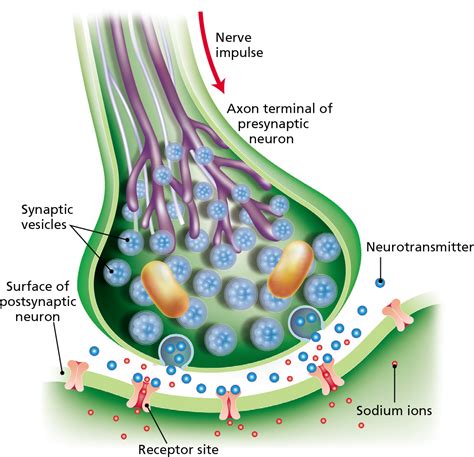 Neurotransmission