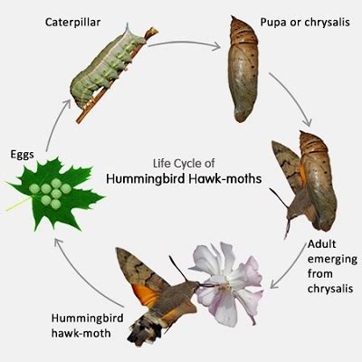 Hummingbird Moth Life Cycle – Strength Of The Small