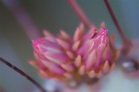 Texas Wildflowers - Anne McKinnell Photography