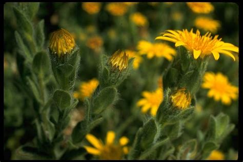 Aster (Aster) | Idaho Fish and Game