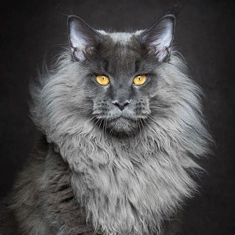 Maine Coon Cats Photographed As Majestic Mythical Beasts | DeMilked