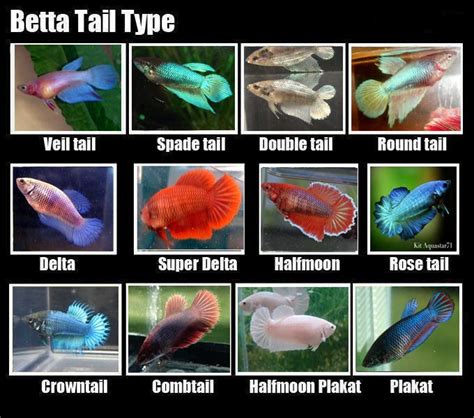 Female Betta Tail Types | Betta fish types, Betta fish tank, Betta