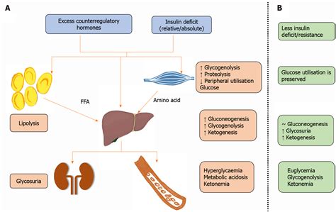 Pathophysiology Of Diabetic Ketoacidosis / Diabetic Ketoacidosis Dka ...