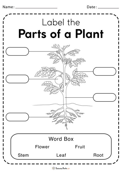 Plants And Their Parts Interactive Worksheet - Riset