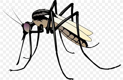 Mosquito Clip Art, PNG, 800x538px, Mosquito, Arthropod, Artwork ...