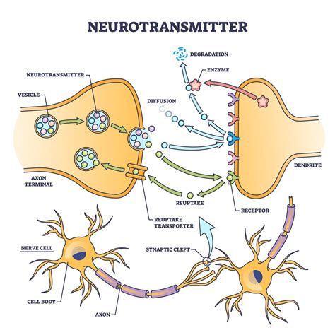 Neurotransmitters: Types, Function and Examples