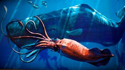 Giant Squid: One of the Largest Squids - Ocean Info