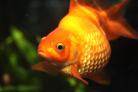 Dropsy in Fish: Causes, Symptoms & Treatment