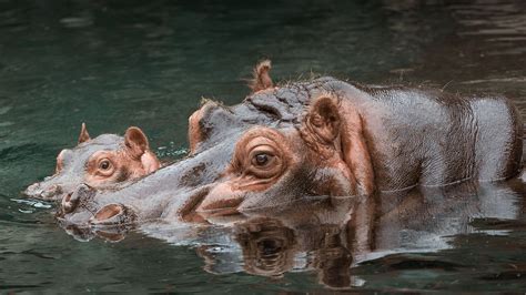 Hippo | San Diego Zoo Animals & Plants