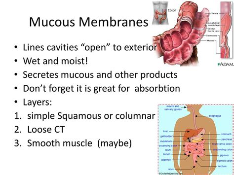 Where Are Mucous Membranes Found In The Body