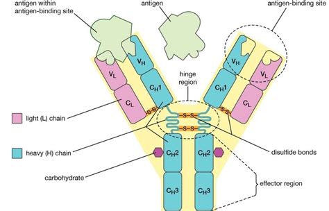 Introduction, Structure, Classification and Functions of Antibodies ...