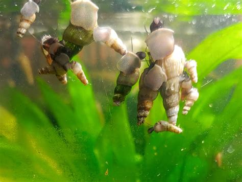 Malaysian Trumpet Snails Breeding