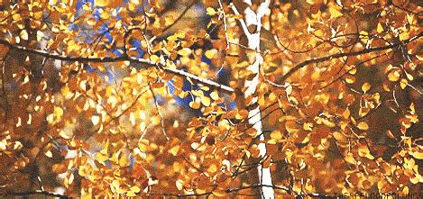 autumn leaves fall leaves gif | WiffleGif