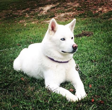 Husky Akita mix | Animals beautiful, Akita mix, Dogs