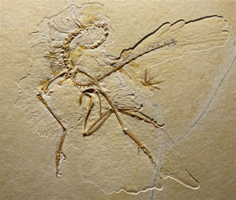 Beautiful new Archaeopteryx fossil found – Flying Dinosaurs