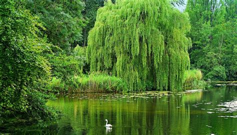 Willow Tree – Meaning and Symbolism - Dream Astro Meanings