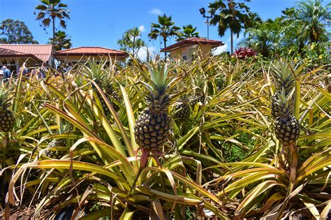 Visiting the Dole Plantation in Hawaii - Forever Lost In Travel