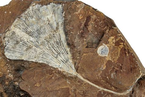 4.65" Fossil Ginkgo Leaf From North Dakota - Paleocene (#262782) For ...