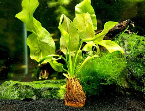 Aponogeton ulvaceus, bulb with plant - Aquatic Arts on sale today for ...