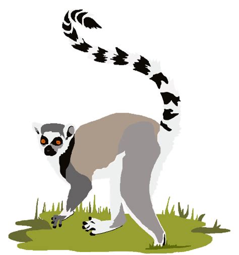 Lemur PNG transparent image download, size: 480x513px