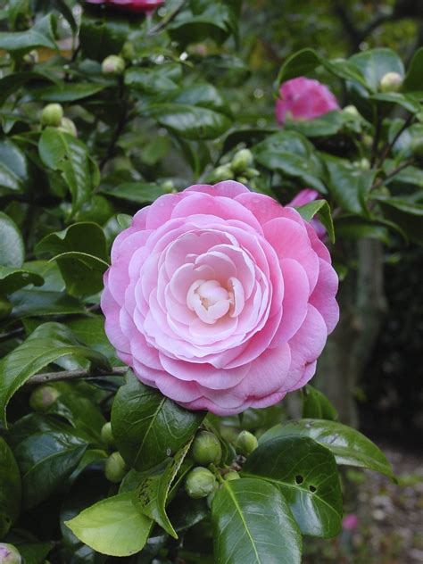 Camellia Planting And Care - How To Care For A Camellia Plant ...