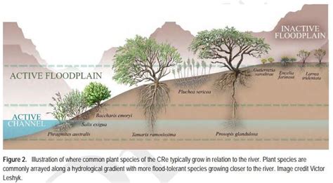 Riparian Vegetation - Glen Canyon Dam AMP