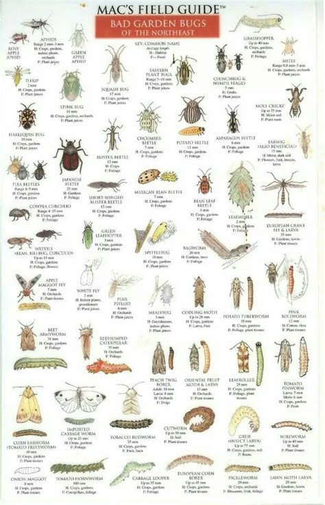 Bad bugs | Garden bugs, Garden insects, Northeast gardening