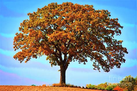 Woodstock IL Single Oak Tree Fall field Photograph by Tom Jelen - Fine ...