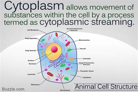 an animal cell diagram with the words cytoplasm