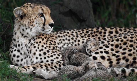 What is the Key to Cheetah Cubs' Survival? - Cheetah Conservation Fund ...