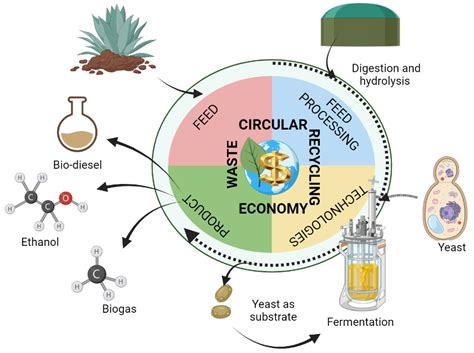 Fermentation | Free Full-Text | Yeast-Mediated Biomass Valorization for ...