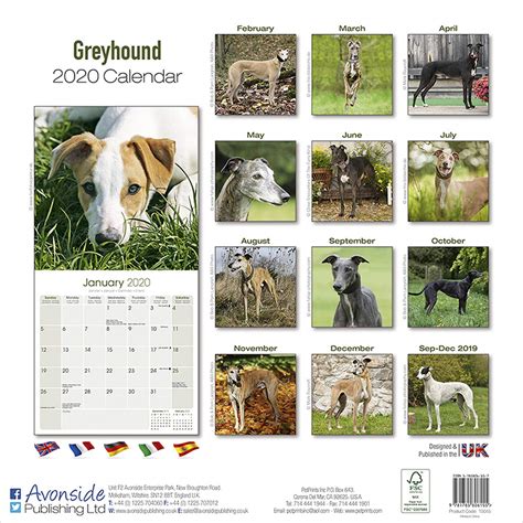 Greyhound Calendar 2020 9781785806155 | eBay