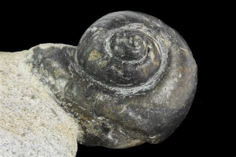 1.05" Devonian Gastropod Fossil - Issoumour, Morocco (#126266) For Sale ...