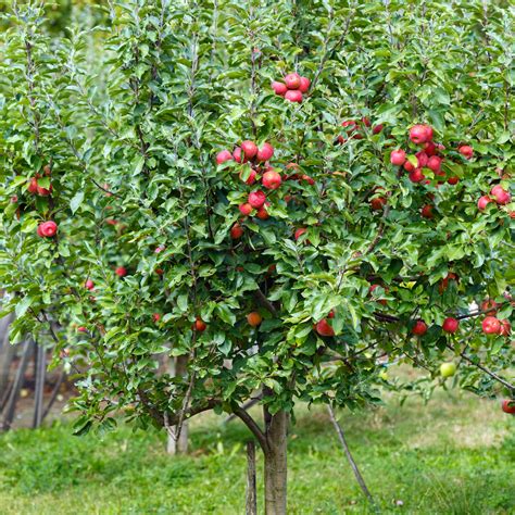 Jonagold Apple Tree – Green Thumbs Garden