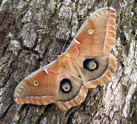 Polyphemus Moth (Capilano Suspension Bridge Park) · iNaturalist