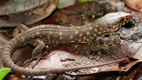 The Deadly Yellow-Spotted Lizards of 'Holes'