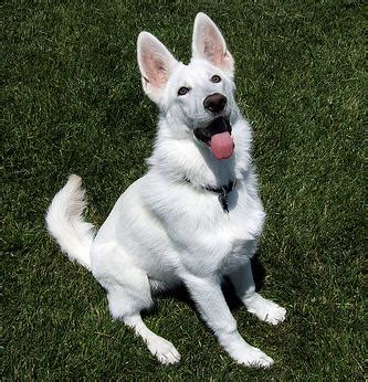 About Dog White German Shepherd: Training Your White German Shepherd to ...