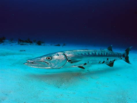 Great Barracuda: Facts, Characteristics, Habitat and More - Animal Place