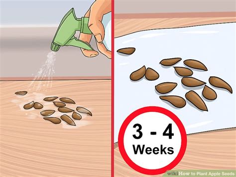 3 Ways to Plant Apple Seeds - wikiHow