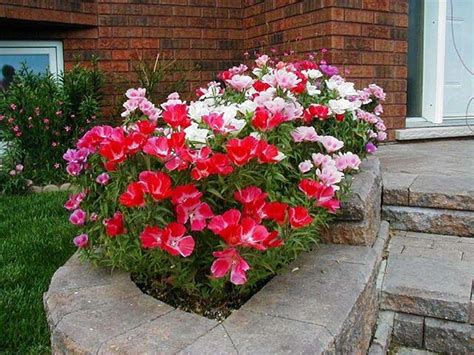 Clarkia - Flower of Passion - Best Landscape Ideas