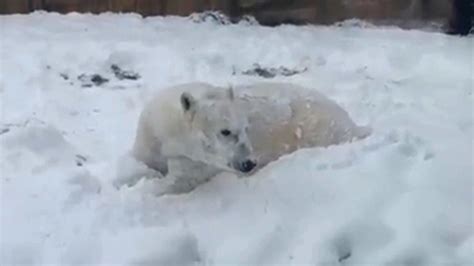 Polar bear plays in snow at Wisconsin zoo - ABC7 Chicago