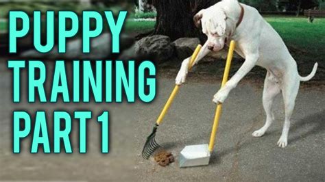 How to potty training a puppy part 1 - YouTube