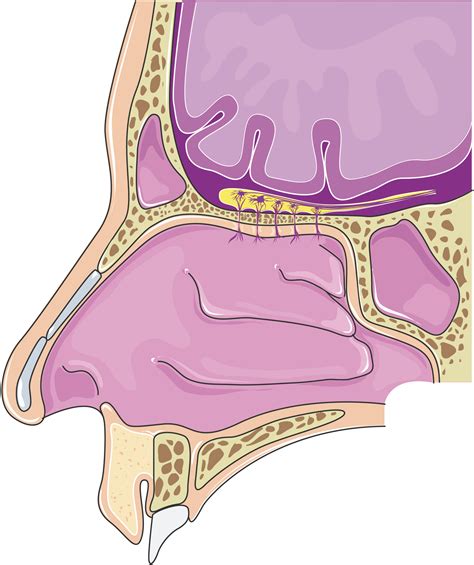 Servier - Drawing Nasal cavity sagittal view - no labels | AnatomyTOOL