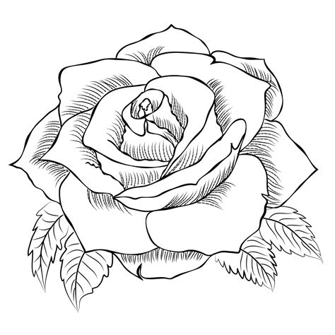 Hand drawn Rose line art drawing Images illustration collection ...