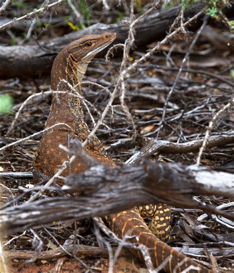 Sand Goanna in Its Natural Habitat - Varanus gouldii | Flickr